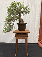 Ficus Burt Davyi